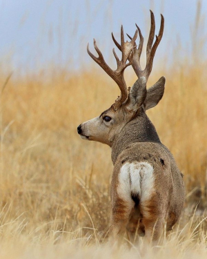 mule deer with tall antlers profile view