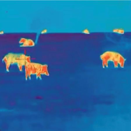 hogs through a thermal scope