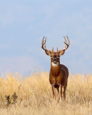 whitetail deer standing in open field