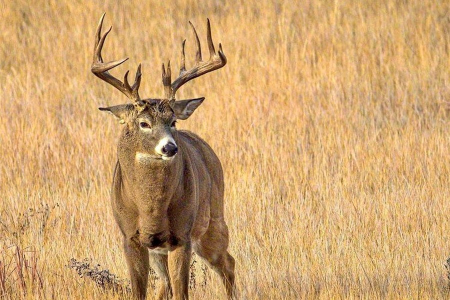 whitetail deer grayer color in fall