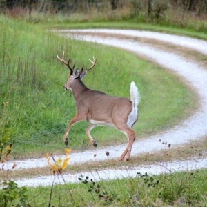 whitetail deer with tail up flagging