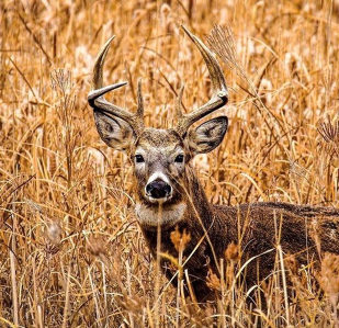 whitetail deer with ears wide