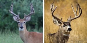 Whitetail vs. mule deer [So, what's the difference?] | N1 Outdoors