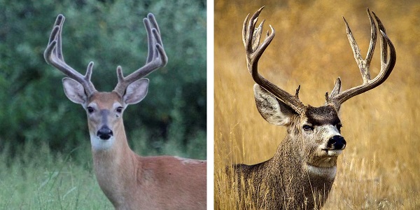 whitetail deer and mule deer side by side