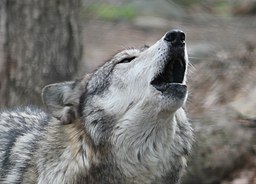 Wolves: How Big Do They Get and What Do They Eat?