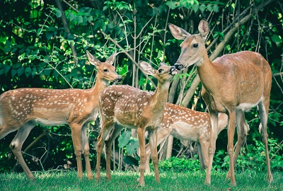 whitetail doe with fawns