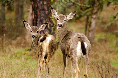 blacktail doe and fawn