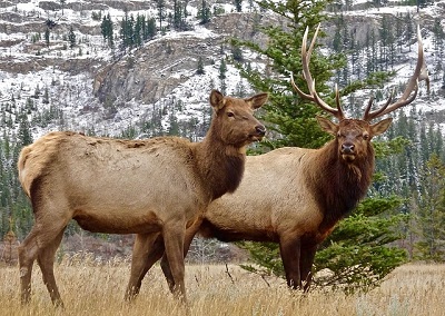 female and bull elk