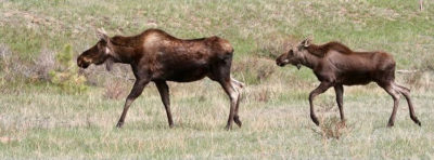 female moose and fawn