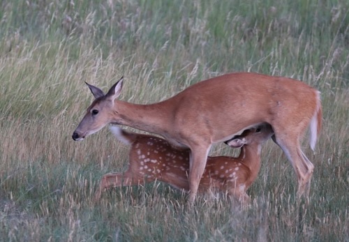 whitetail deer with fawn in field