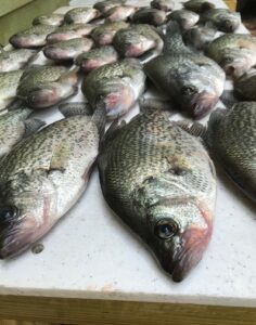 How to filet crappie like a pro [TWO different ways!]