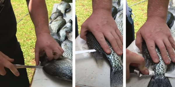 how to clean crappie step 1