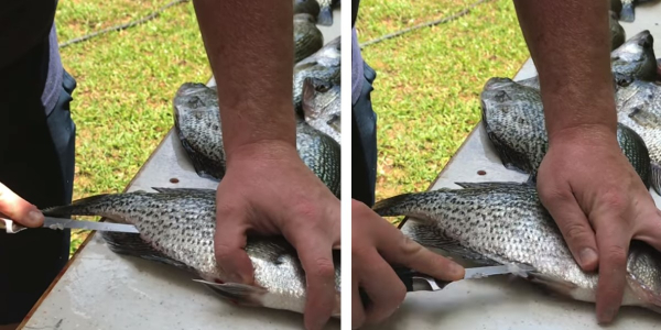 cleaning crappie step 2