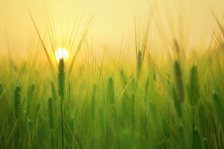 sunrise over barley field