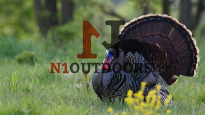 turkey with N1 Outdoors logo