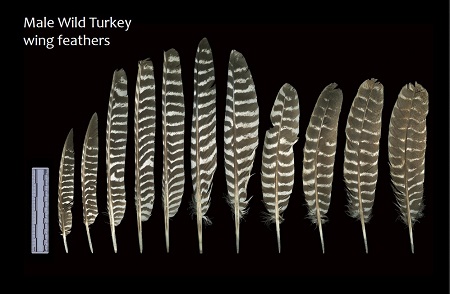 male turkey feathers