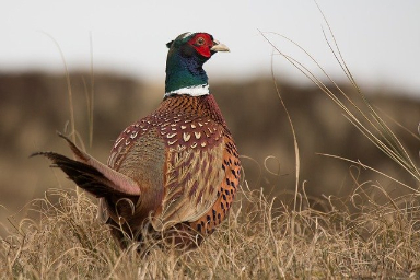 pheasant on field edge