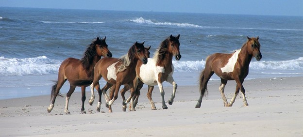 horses running on assateague island