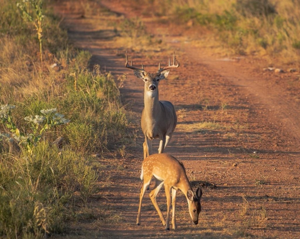 Buck and fawn standing in a dirt road