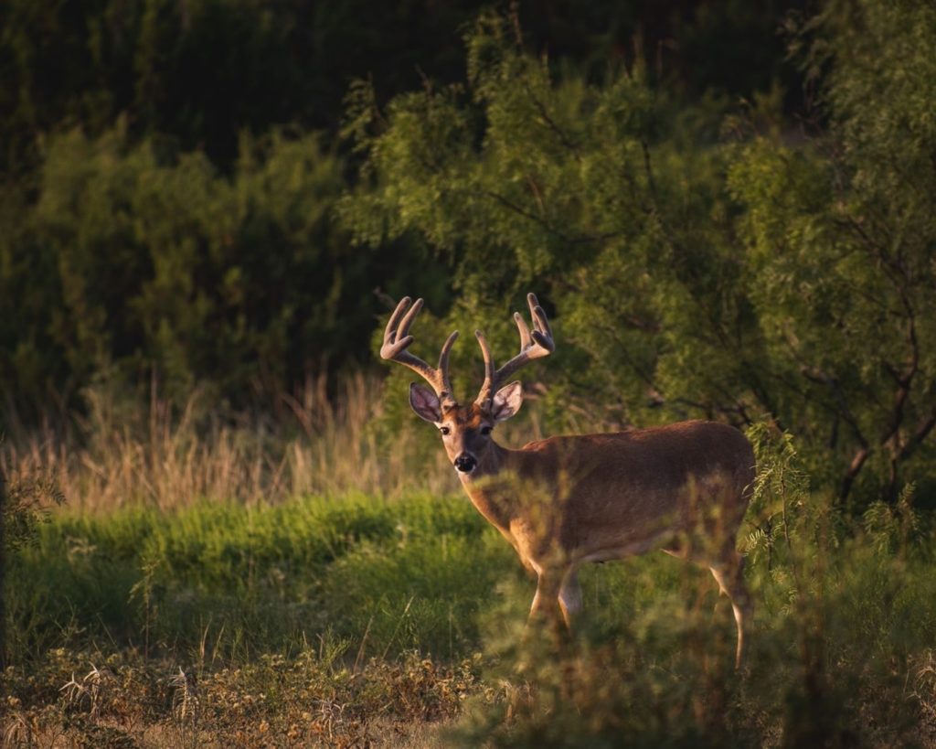 buck in velvet in field