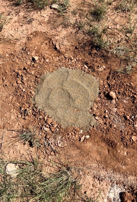 deer mineral site directly on ground
