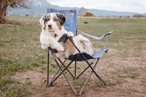 dog sitting in camping chair