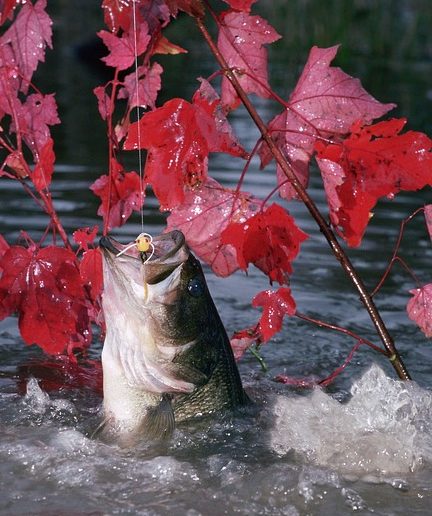 7 best topwater lures for bass blowups!