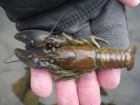 crawfish as live bait for smallmouth bass