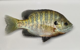 bluegill fish