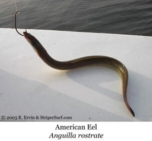 an eel on a bait hook for striped bass