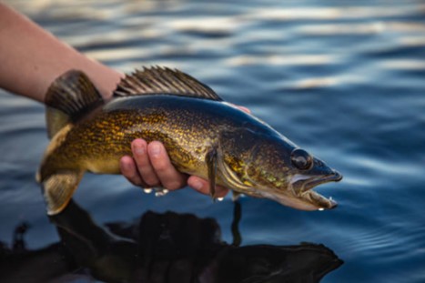 hand holding walleye over water