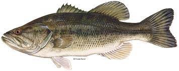 largemouth bass profile