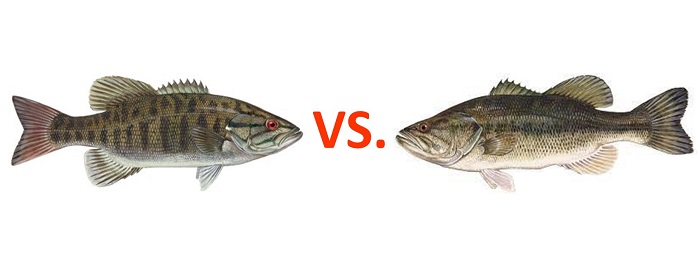 catching smallmouth vs largemouth bass