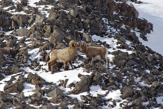 2 bighorn sheep on snow covered mountain