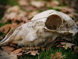 What Do We Have Here? | How To Identify Animal Skulls