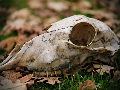 animal skull on forest floor