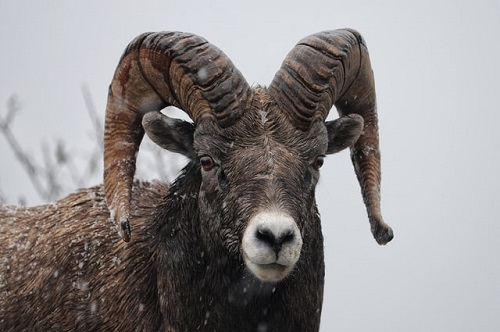 closeup of a bighorn sheep