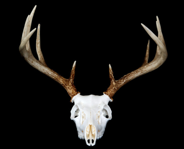 How to identify animal skulls [specific tips] | N1 Outdoors