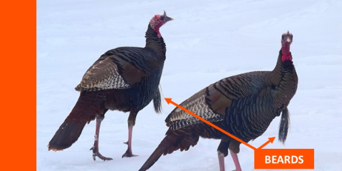 turkey gobblers with beards