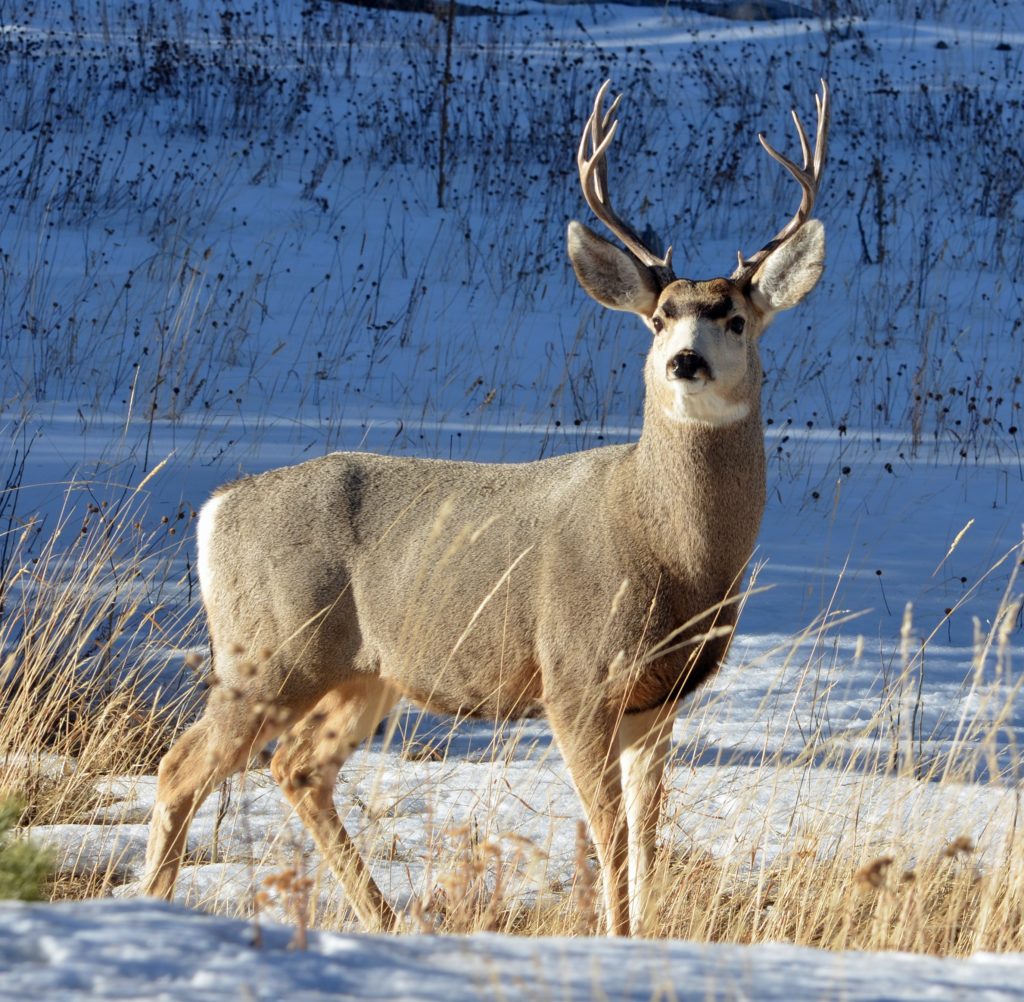 mule deer standing in the snow