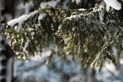 snow on evergreen trees