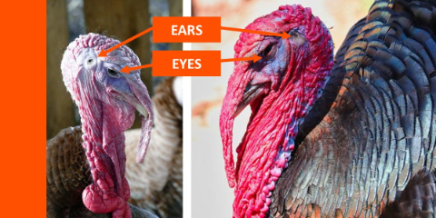 turkey eyes and ears diagram