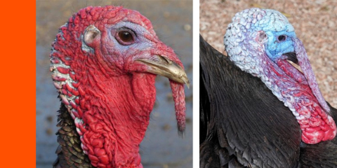 turkey head coloration