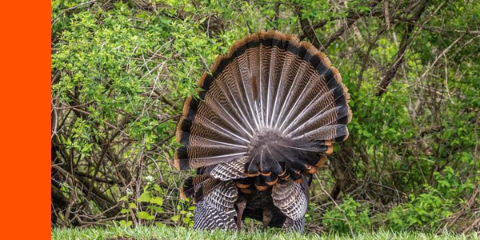 turkey tail feathers rear view