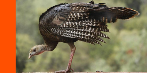 turkey profile shot showing wings