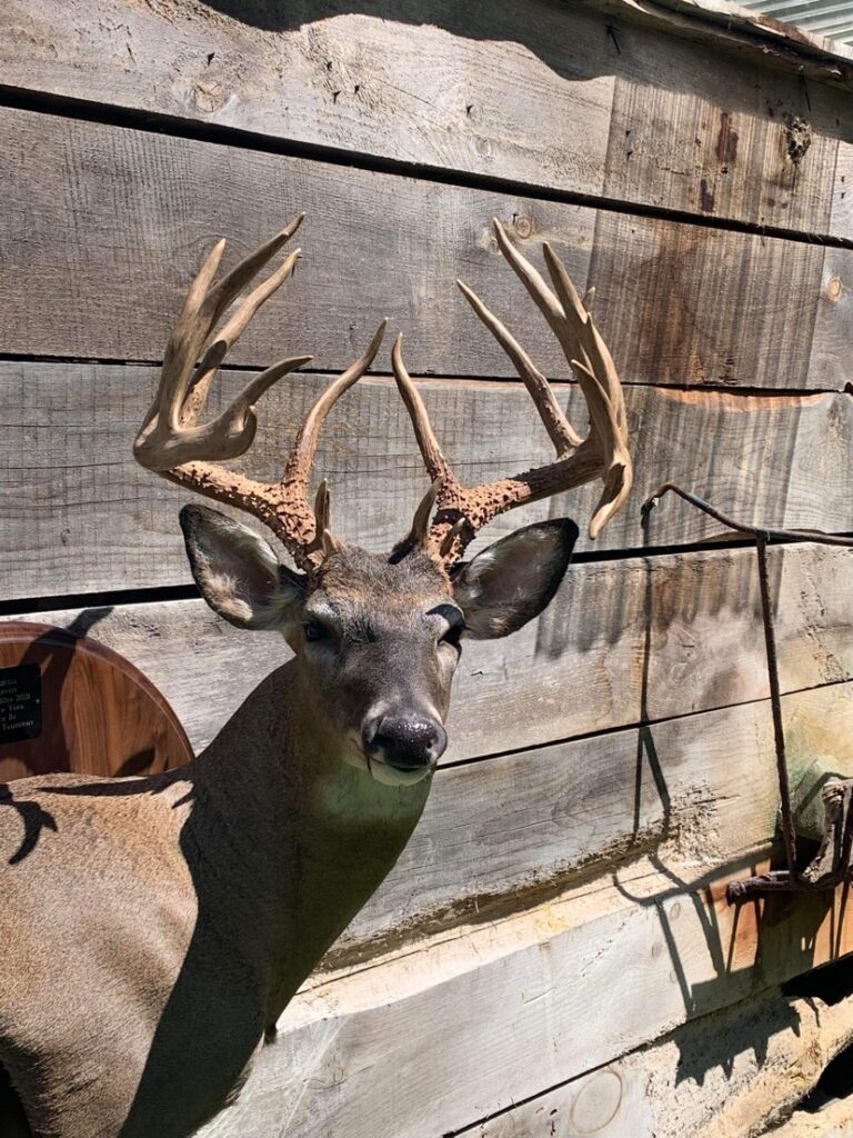 colt russell buck wall mount on barn wood