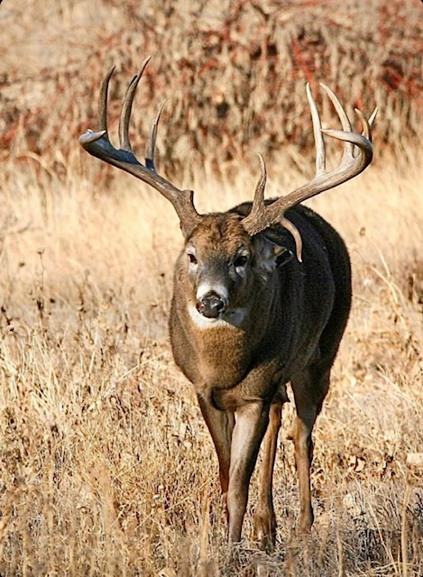 giant whitetail buck with drop tine