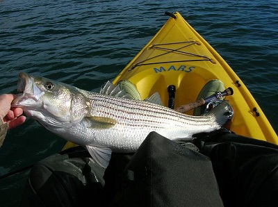 striped bass in kayak