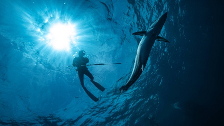 man floating above fish while spearfishing