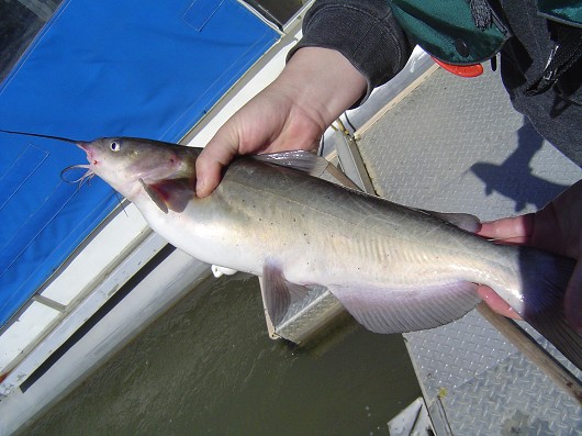holding channel catfish